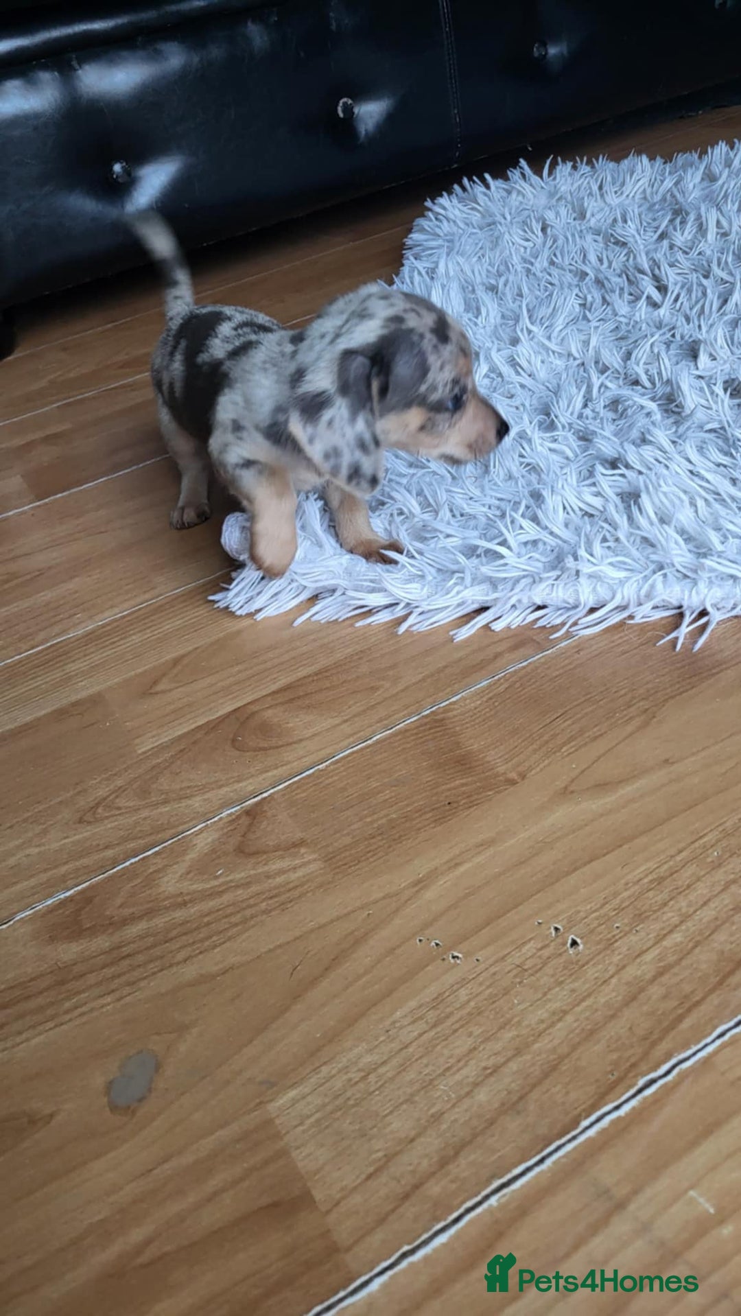 Mixed Breed dogs for sale: Mini dachshunds for sale - Image 7