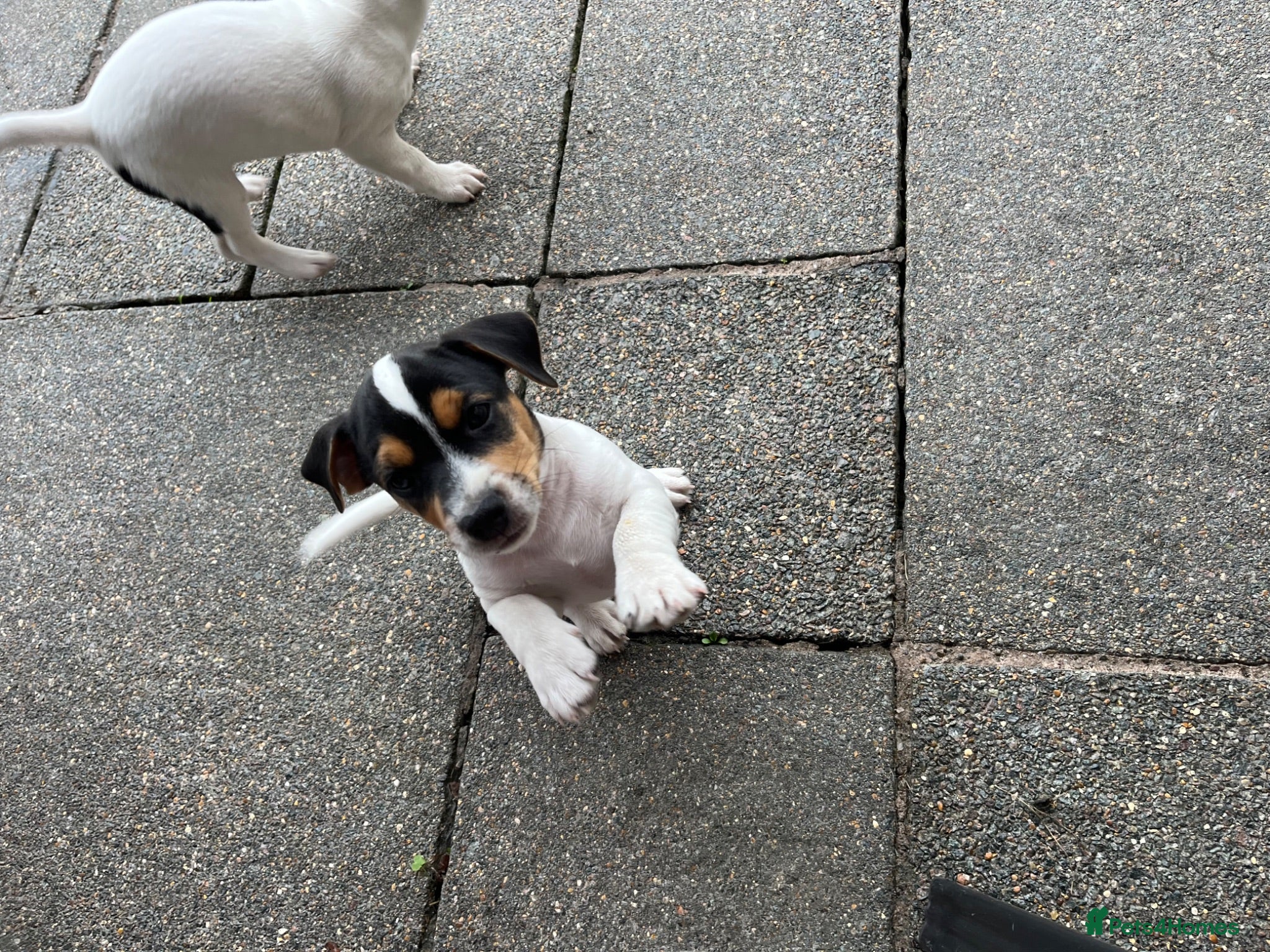 Jack Russell dogs jack russell puppies  - Advert 1