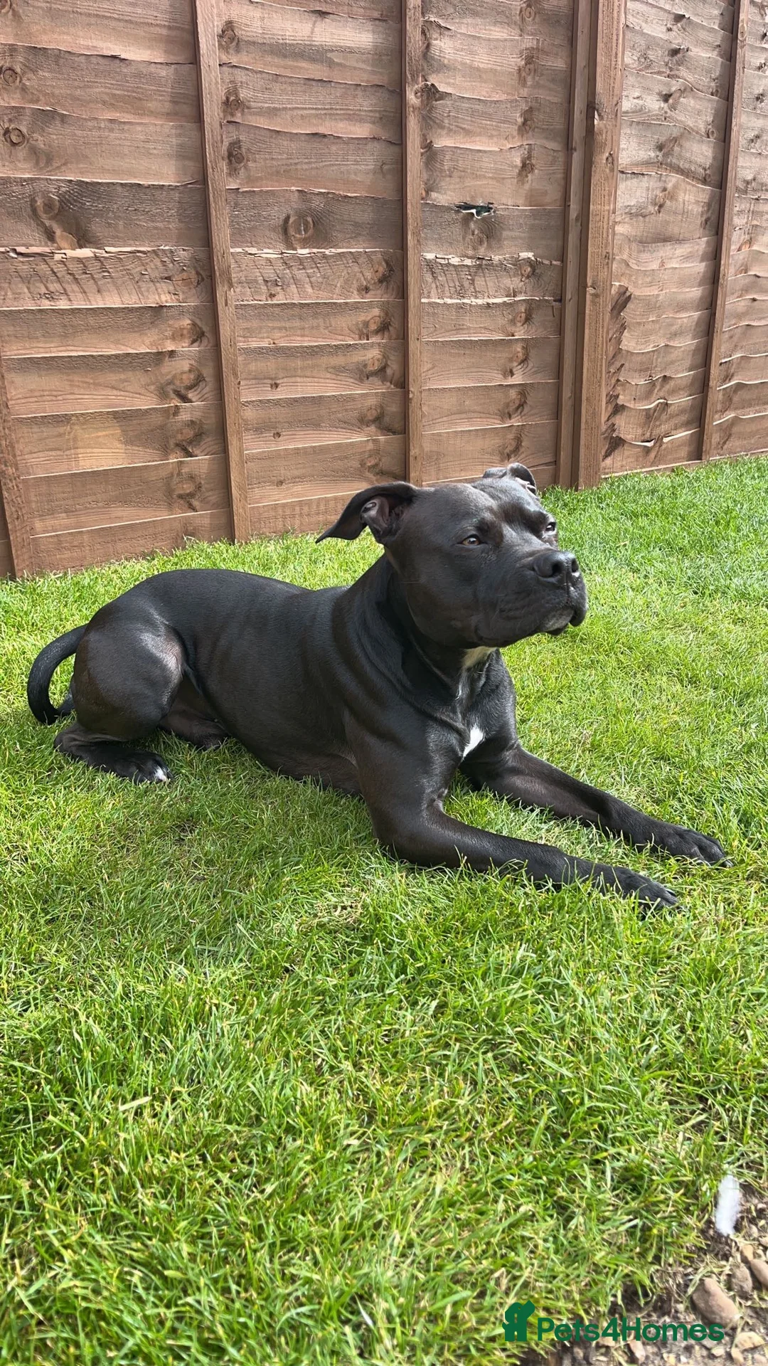 Staffordshire Bull Terrier dogs for stud: Staffordshire bull terrier for stud (Proven) in Peterborough - Advert 4