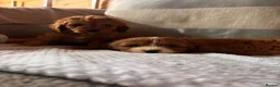 Cavapoo dogs for sale: Cavapoos  in Worcester - Advert 6