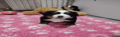 Bernese Mountain Dog Puppy 1