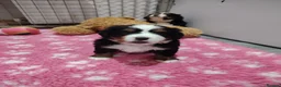 Bernese Mountain Dog dogs for sale: Bernese mountain dog puppies  - Advert 16