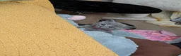 Russian Blue cats for sale: Russian Blue Kittens • TICA Lines - Advert 6