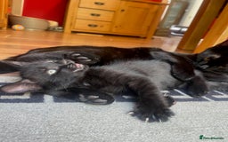 Russian Blue cats for sale: Black kitten - Image 5