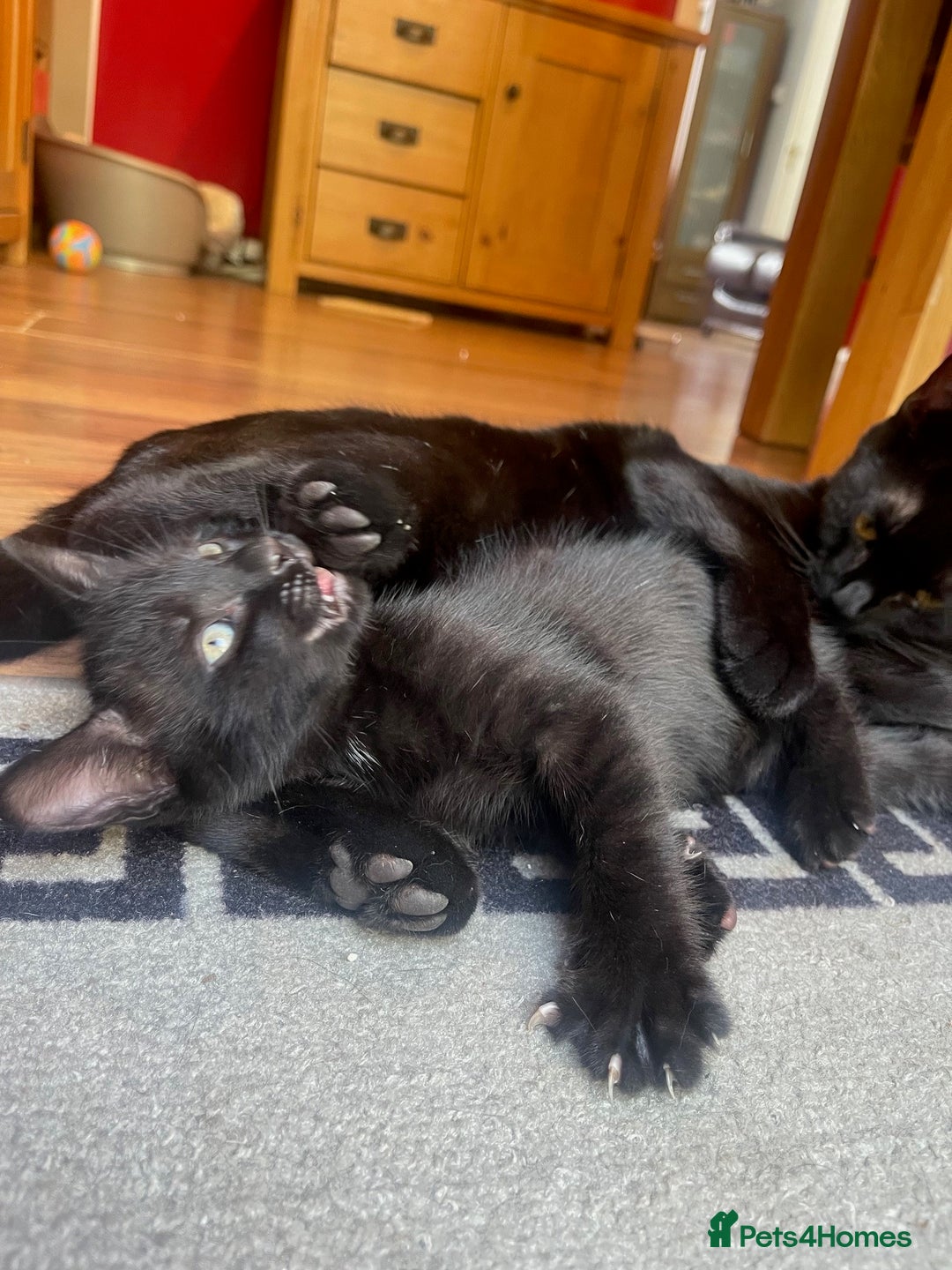 Russian Blue cats for sale: Black kitten - Image 5
