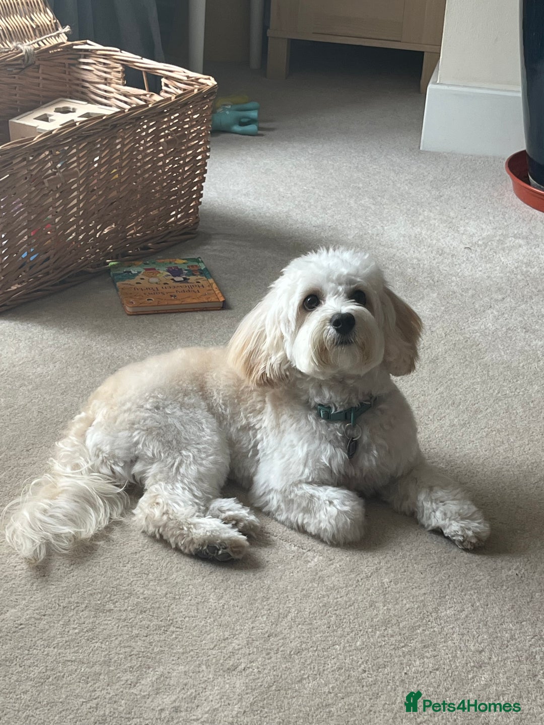 Maltipoo dogs for stud: Beautiful White Maltipoo Stud - Advert 2