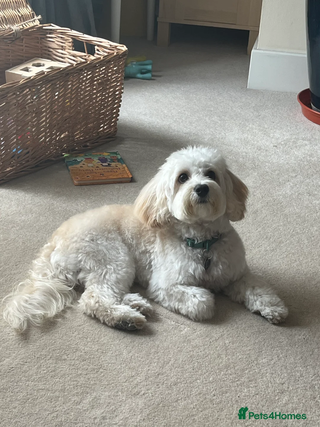 Maltipoo dogs for stud: Beautiful White Maltipoo Stud - Advert 2