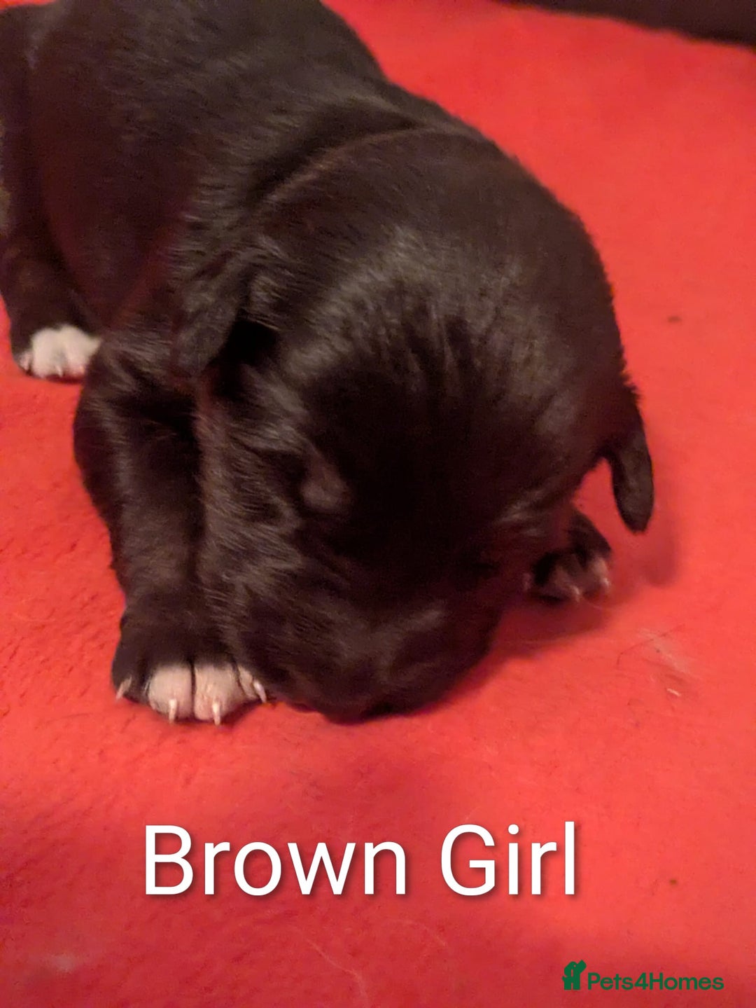 Mixed Breed dogs for sale: Golden Shepherd puppies  - Image 16