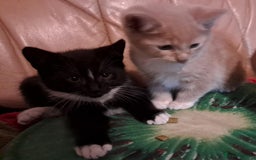 Mixed Breed cats for sale: Lovely Ginger Kittens 😻 - Image 4
