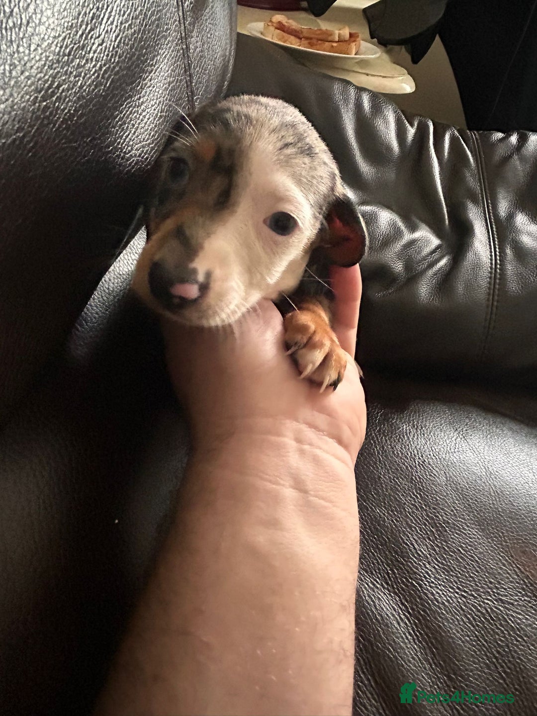 Miniature Dachshund dogs for sale: Dachshund puppies boys and girls ready now - Image 17