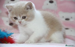 British Shorthair cats for sale: British Shorthairs. kittens - Image 2