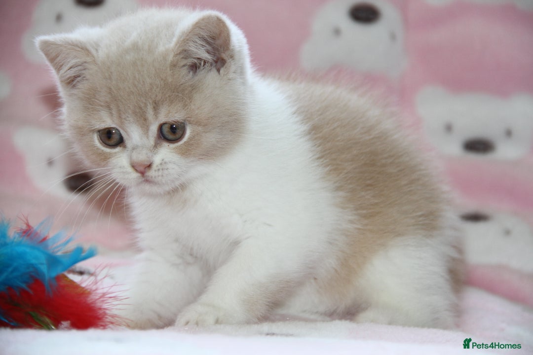 British Shorthair cats for sale: British Shorthairs. kittens - Image 2