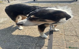 Border Collie dogs for sale: Frodo border collie tri colour  - Image 4