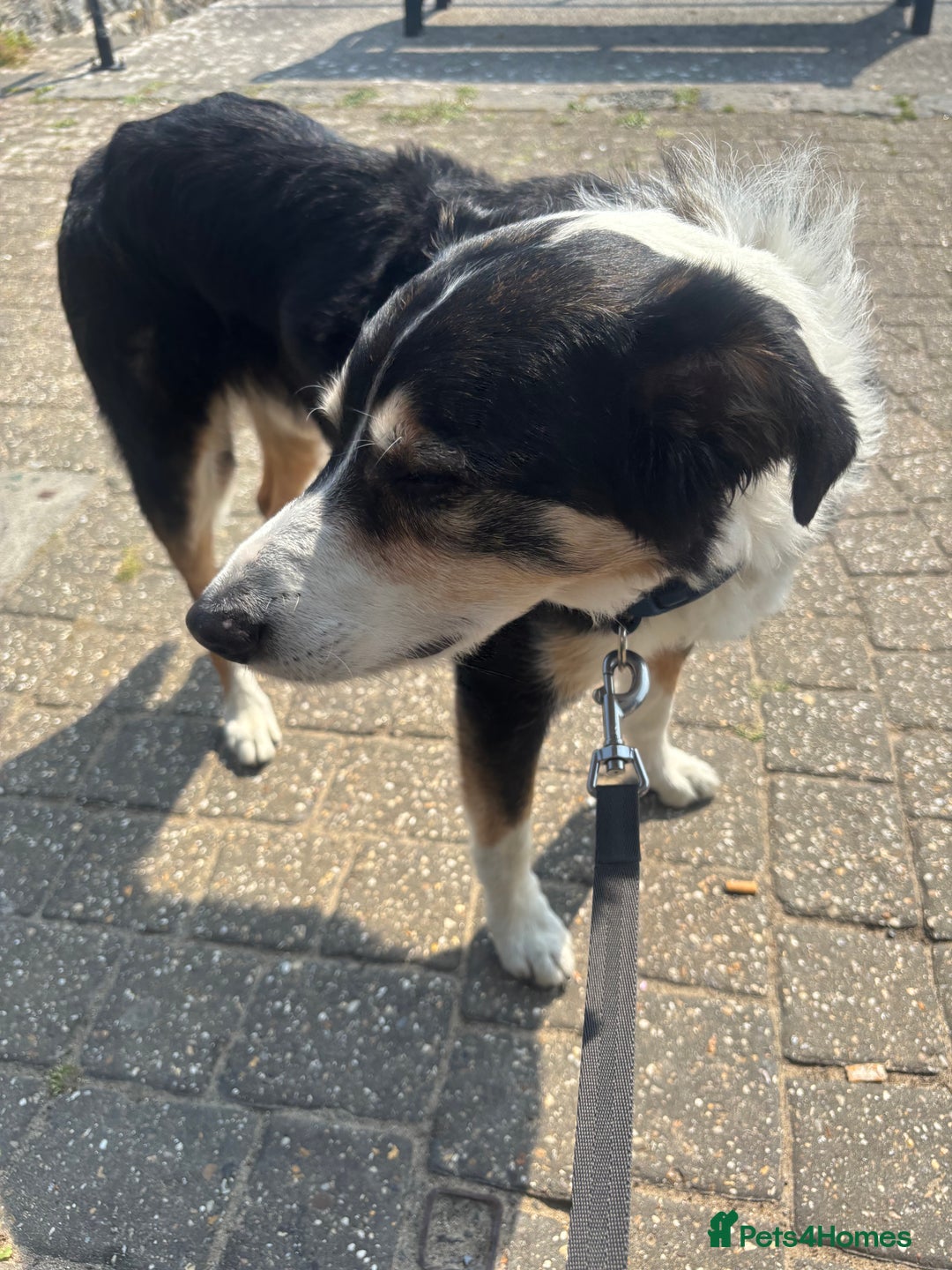 Border Collie dogs for sale: Frodo border collie tri colour  - Image 4