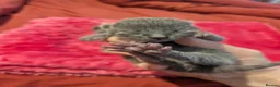 Russian Blue cats for sale: Male and female Russian blue kittens  - Advert 12
