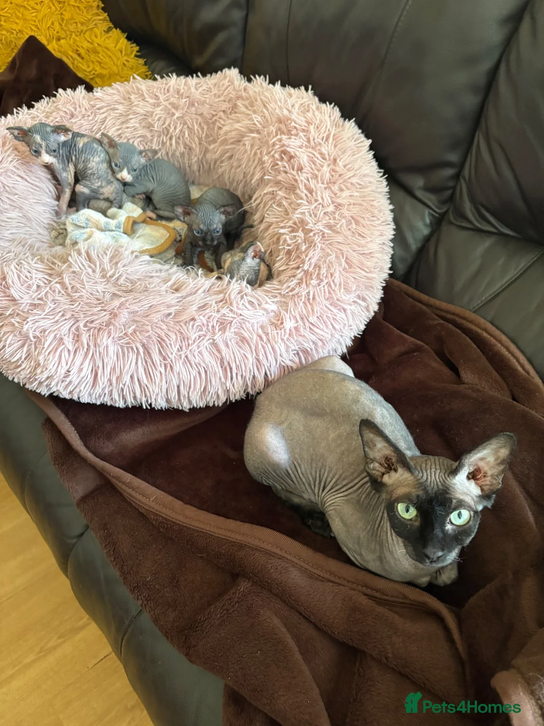 Sphynx cats for sale: Unusual Sphinx’s kittens  - Advert 1