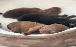 Pomeranian dogs for sale: Pomeranian puppies - Image 1