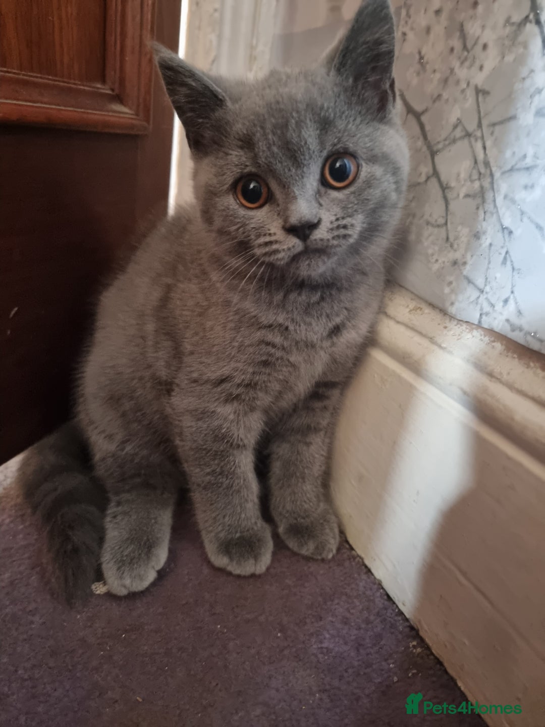 British Shorthair cats for sale: British short hair kitten for sale - Image 2