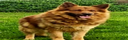 German Shepherd dogs for sale: German shepherd puppies  - Advert 3
