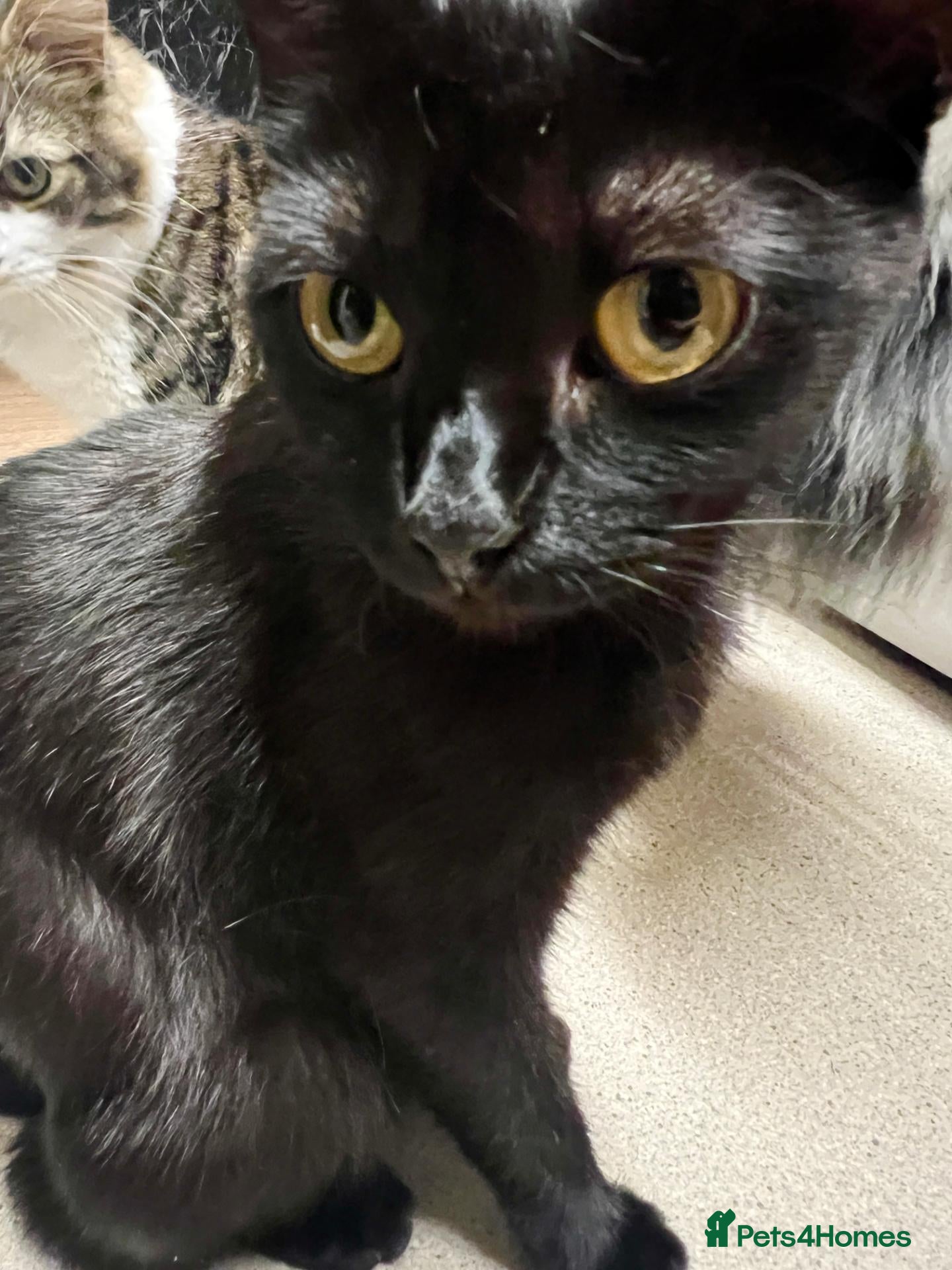 Mixed Breed cats Kittens - Advert 1