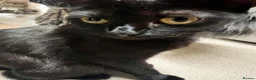 Mixed Breed cats for sale: Kittens - Advert 1