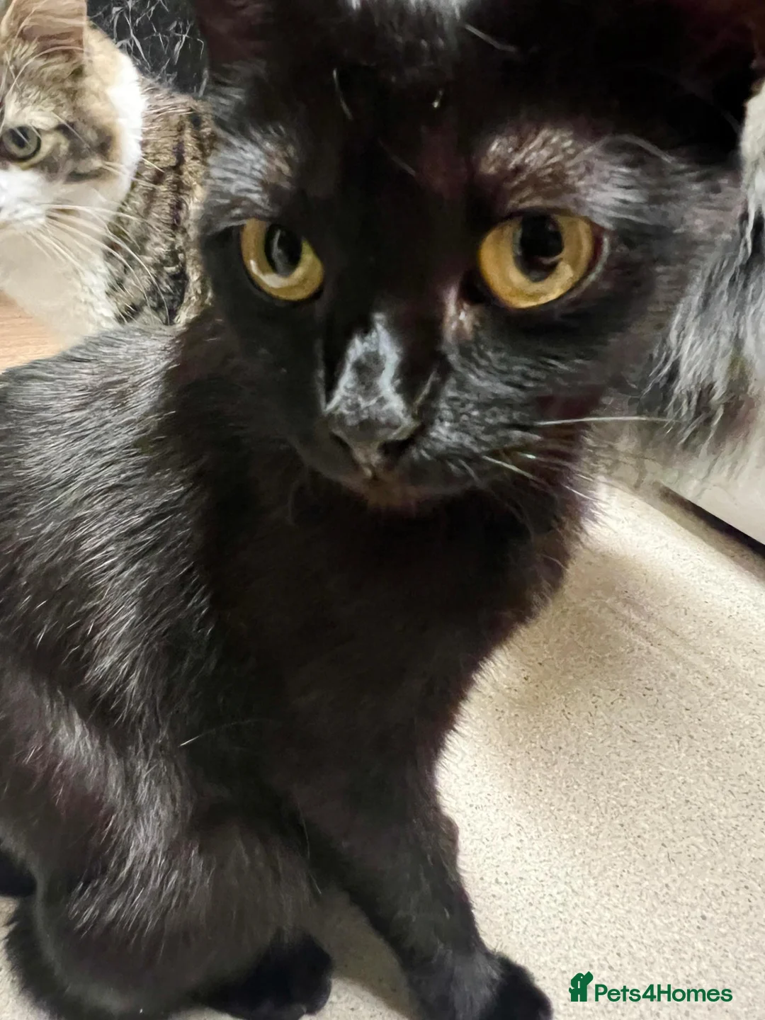 Mixed Breed cats for sale: Kittens - Advert 1