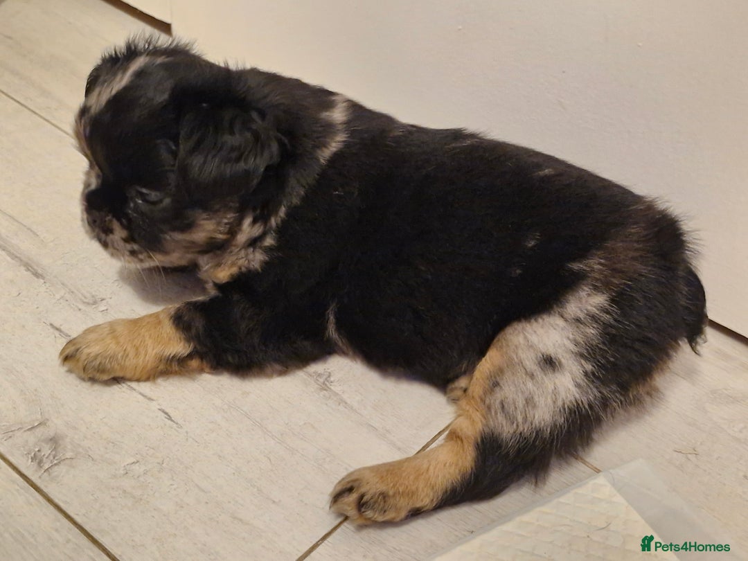 French Bulldog dogs for sale: French bulldogs - Advert 2