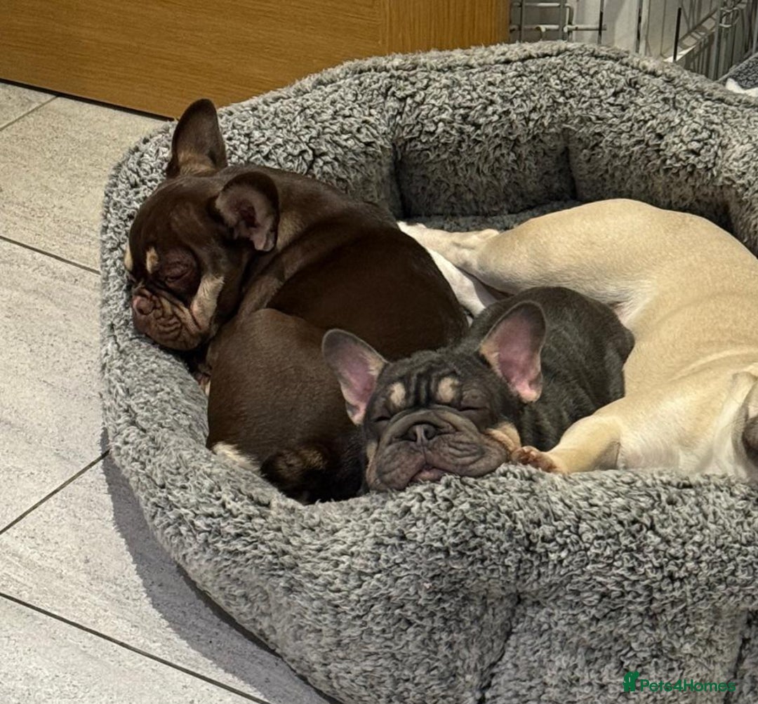 French Bulldog dogs for sale: BEAUTIFUL BIG  **  VELVET GIRL 🥰 - Advert 5