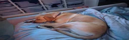 Labrador Retriever dogs for stud: Available for stud. Nearly 2 years old. So placid - Advert 15