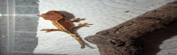 Gecko reptiles for sale: Baby crested geckos 🦎  - Advert 4
