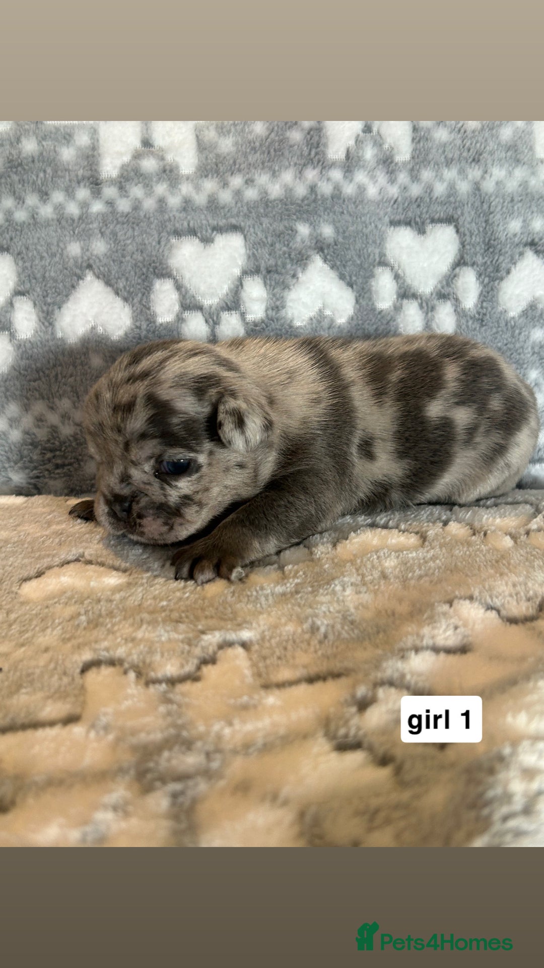 French Bulldog dogs for sale: gorgeous frenchie pups available 🥰 - Advert 11