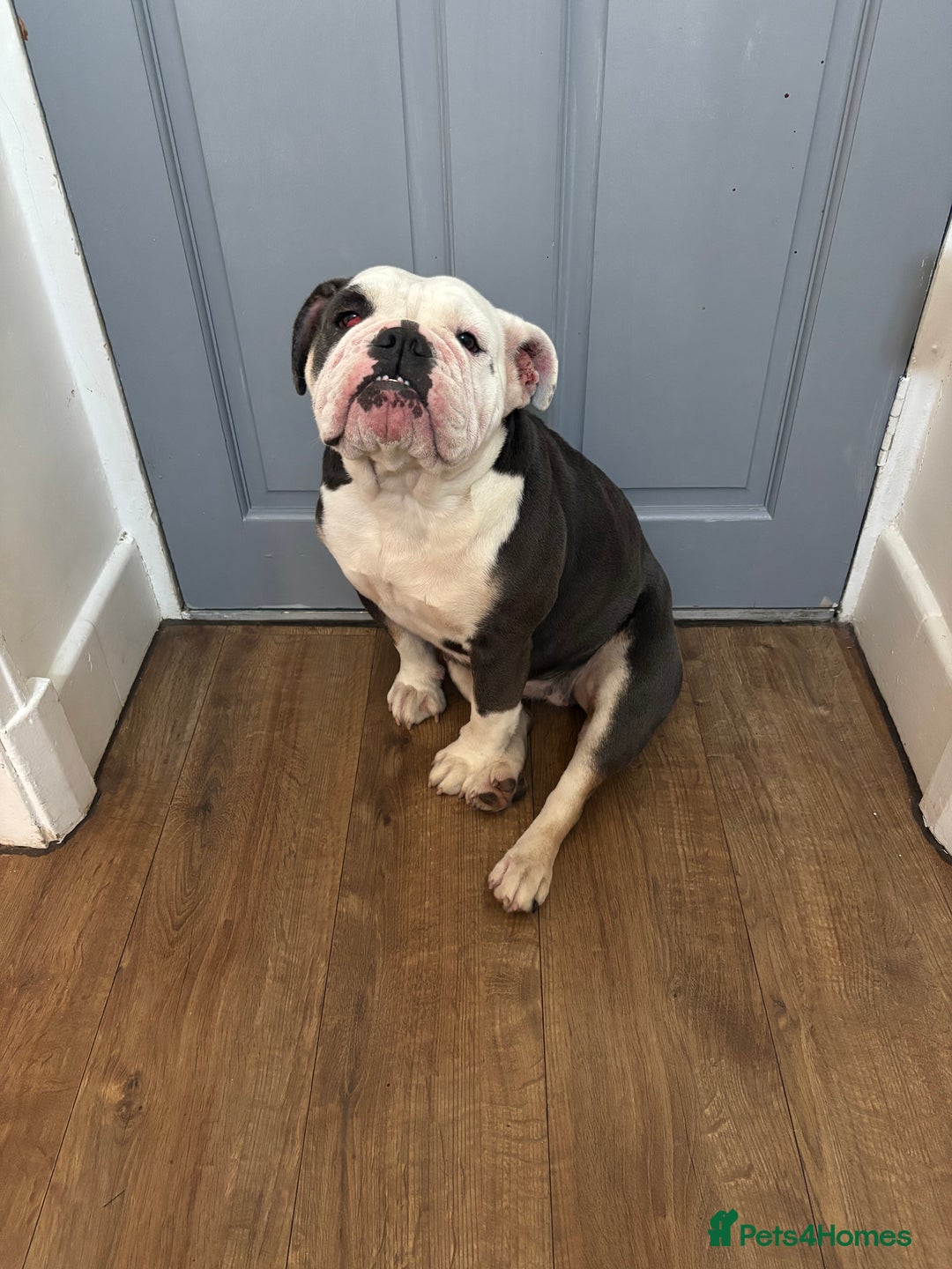English Bulldog dogs for sale: English Bulldog for Rehoming - Image 2