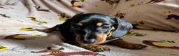 Miniature Dachshund dogs for sale: 3 miniature dachshund pups, female black and tan in Newport - Advert 6