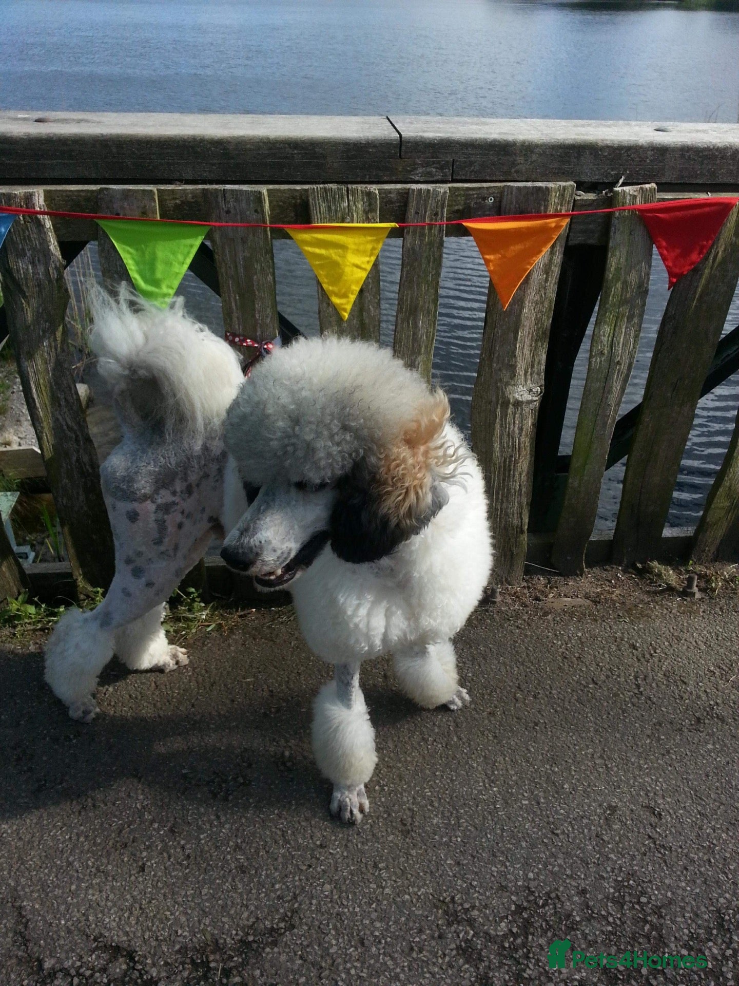 Mixed Breed dogs Rare Parti Colour CockalierPoos 5* breeder of 25yr - Advert 1