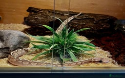 Python Snake reptiles for sale: 2 x Royal pythons  - Image 4
