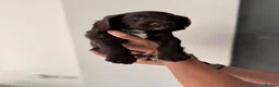 Cocker Spaniel dogs for sale: Working cocker spaniel puppies for sale in Spalding - Advert 4