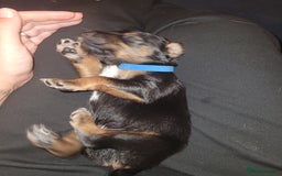 Mixed Breed dogs for sale: Border collie x irish/red setter puppies - Image 21