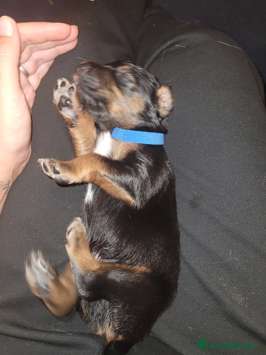 Mixed Breed dogs for sale: Border collie x irish/red setter puppies - Image 21