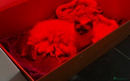 Ragdoll cats for sale: Pedigree Ragdoll Kittens HCM/PKD clear  - Image 4