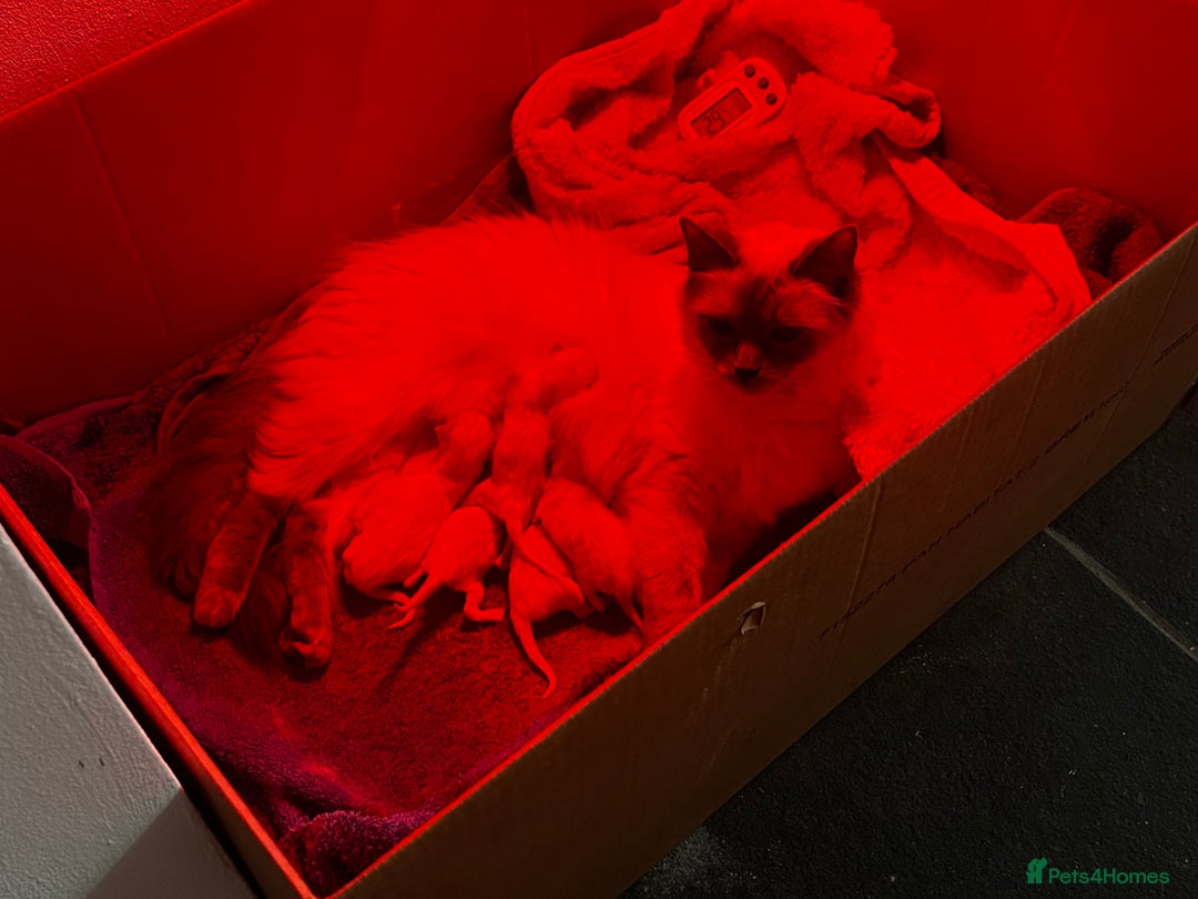 Ragdoll cats for sale: Pedigree Ragdoll Kittens HCM/PKD clear  - Image 4