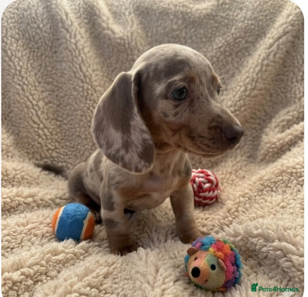 Miniature Dachshund dogs for sale: rainbow 🌈 litter of miniature dachshunds  - Advert 1