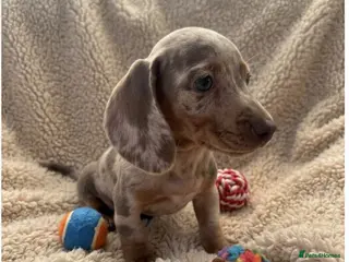 Miniature Dachshund dogs rainbow 🌈 litter of miniature dachshunds - Advert 2