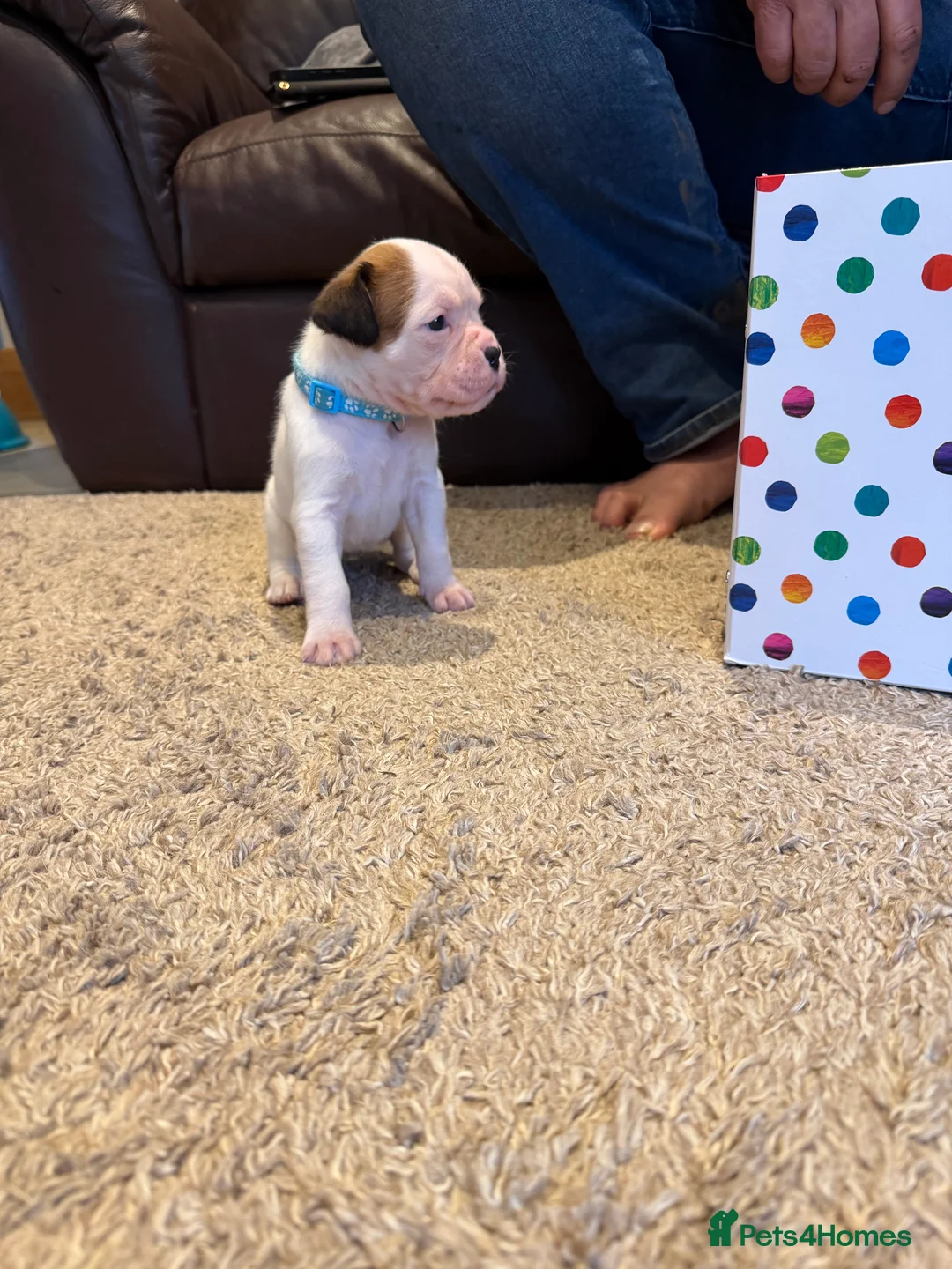 Boxer dogs for sale: Adorable litter of KC registered boxer puppies  - Advert 11