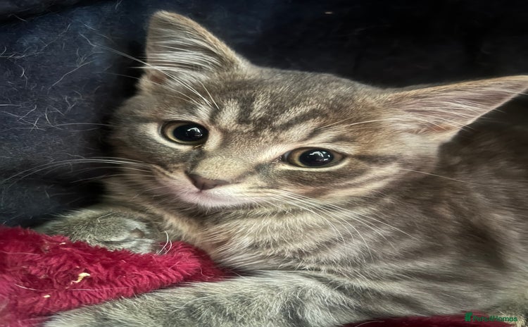 Mixed Breed cats for sale in Liskeard - Advert 1