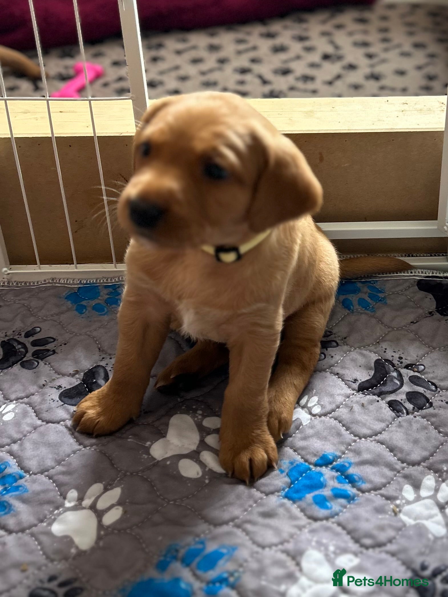 Labrador Retriever dogs for sale: KC Registered Fox Red Labrador Litter in Ayr - Advert 2