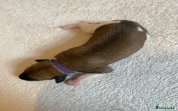 Whippet dogs for sale: 6 Stunning KC Pedigree Whippet Puppies - Image 13