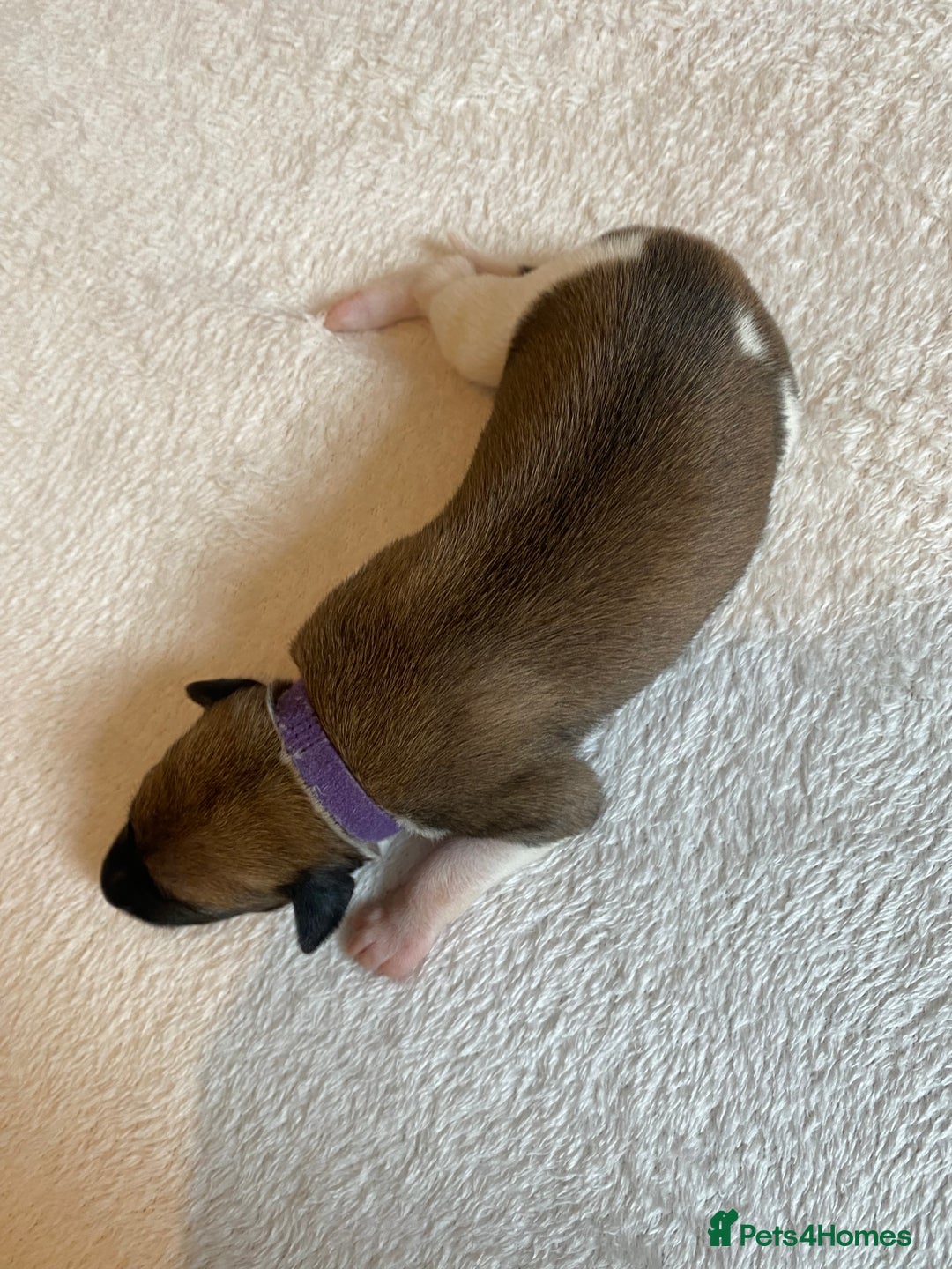 Whippet dogs for sale: 6 Stunning KC Pedigree Whippet Puppies - Image 13