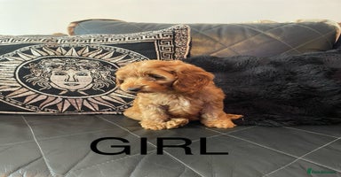 Cockapoo dogs - Advert 4