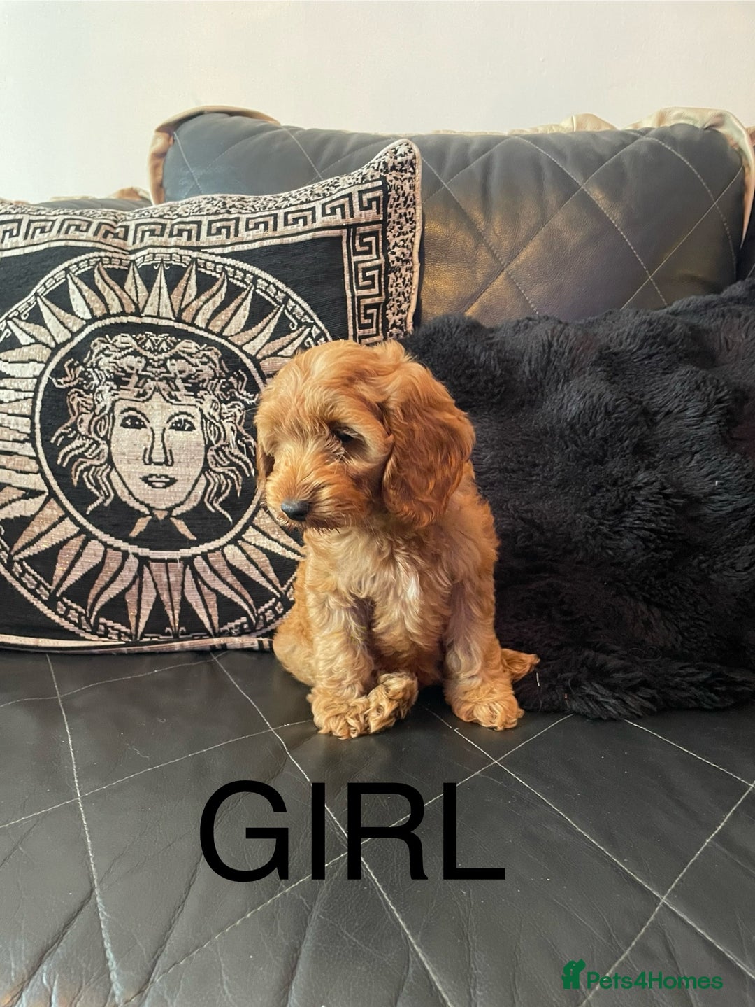 Cockapoo dogs for sale: 1 BOYS LEFT Cockapoo puppies  - Image 3