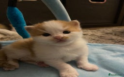 American Shorthair cats for sale: 4 amazingly beautiful kittens - Advert 15